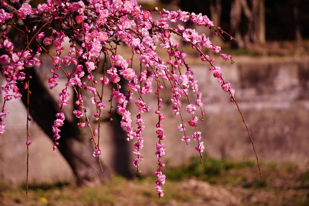 天満宮の梅の花