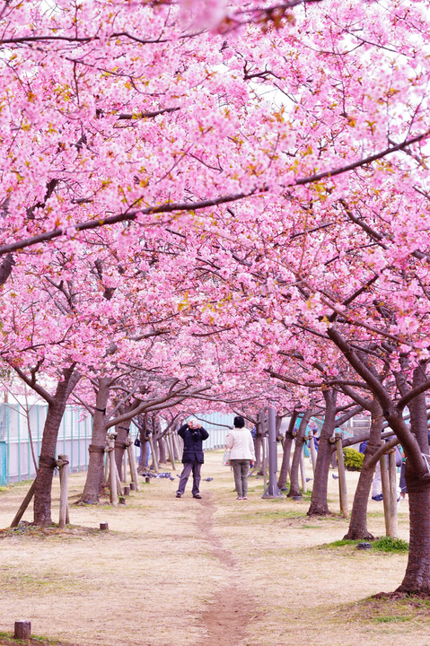 桃色の桜