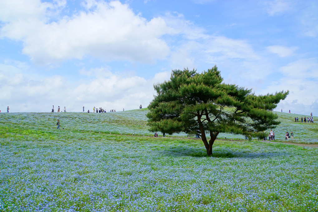 blue hill