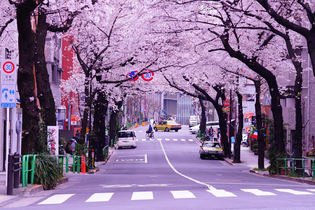 千鳥ヶ淵の桜