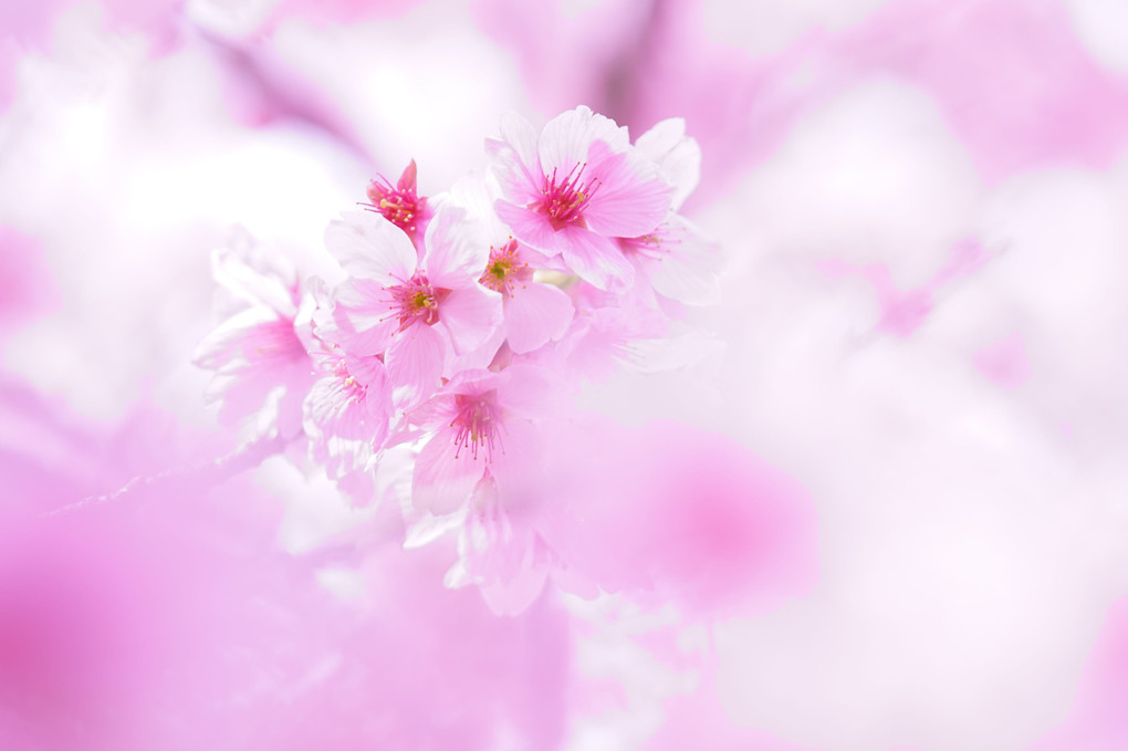 多彩な桜色