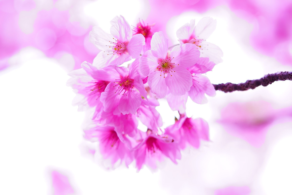 多彩な桜色