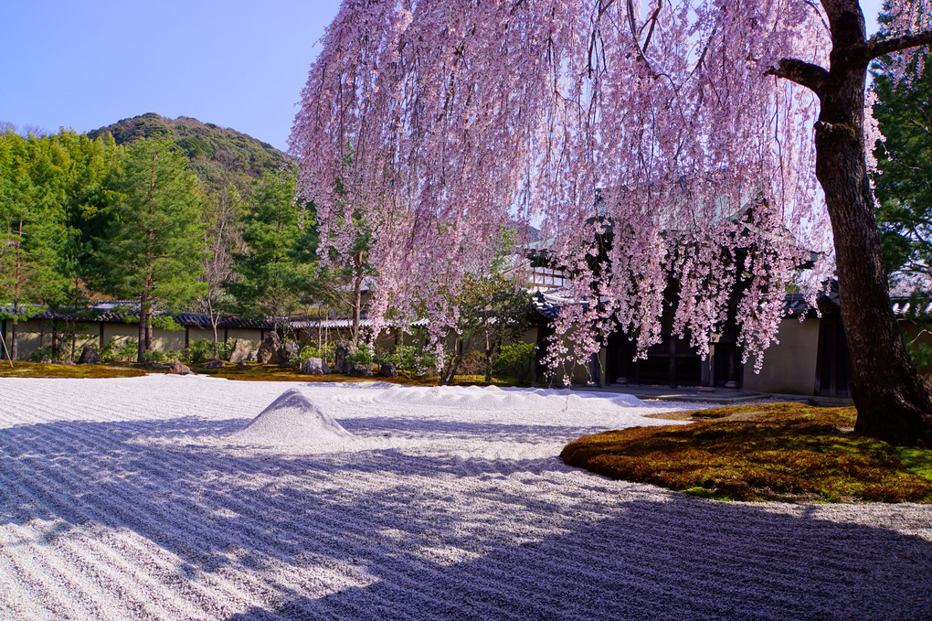 高台寺の枝垂れ桜