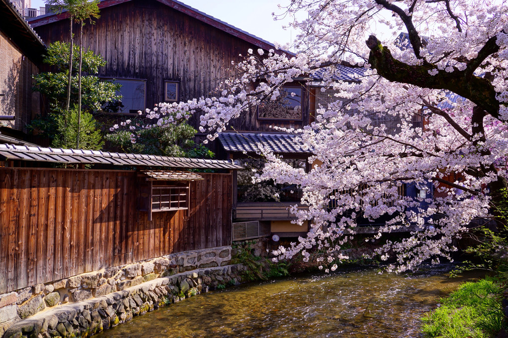 春の京都巡り