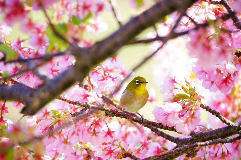 河津桜とメジロ