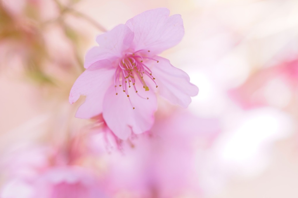 みなみの桜と菜の花まつり