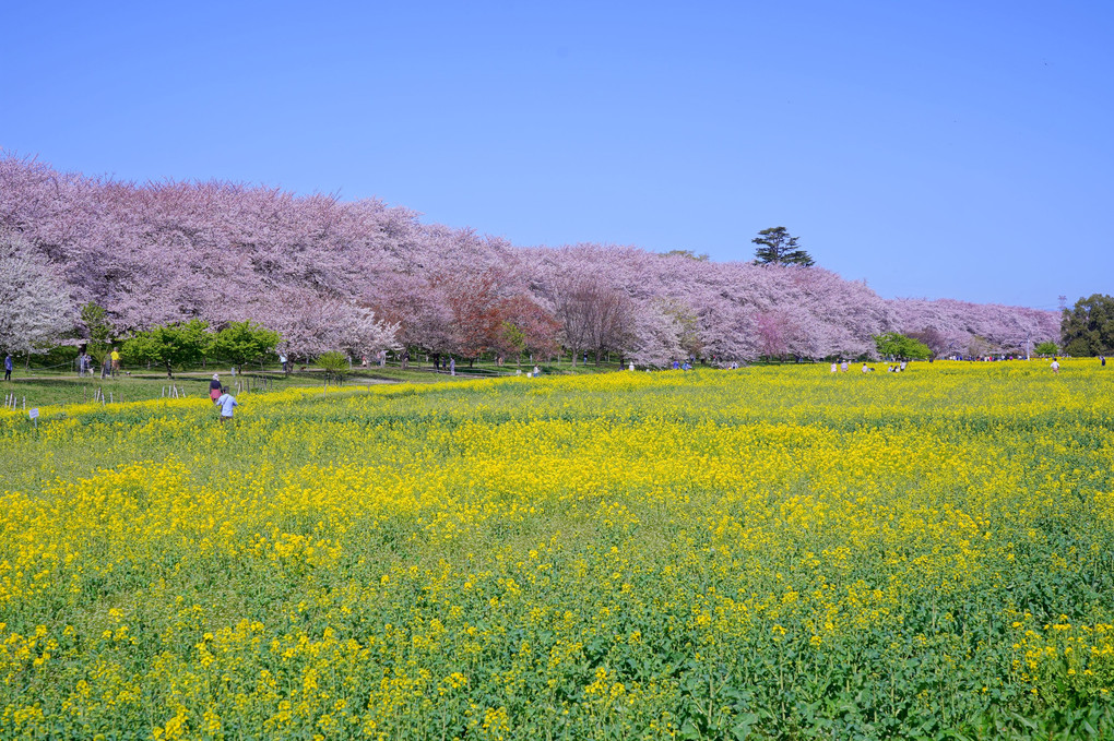 権現堂公園の桜