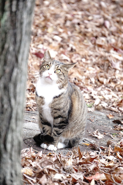 美人な猫さん