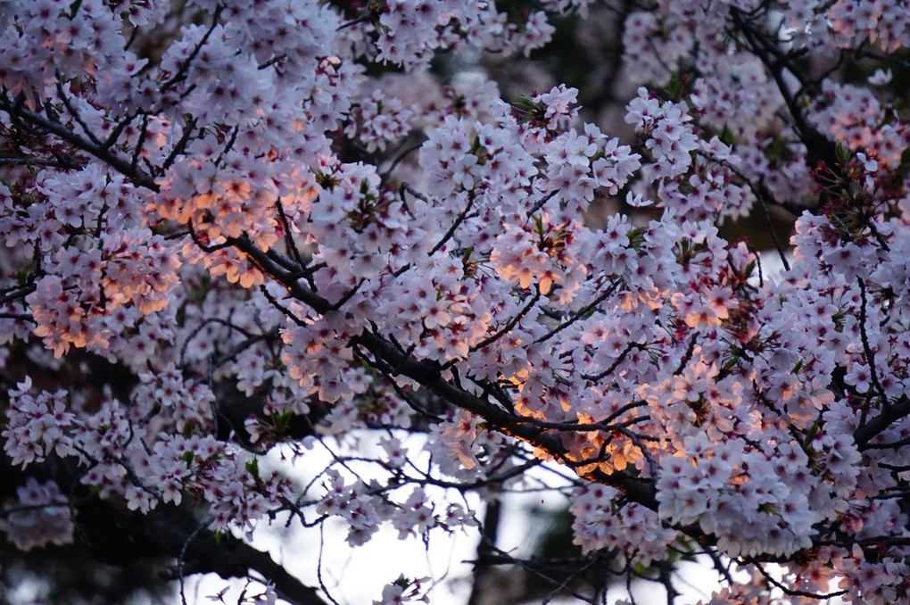 夕日と桜と名古屋城