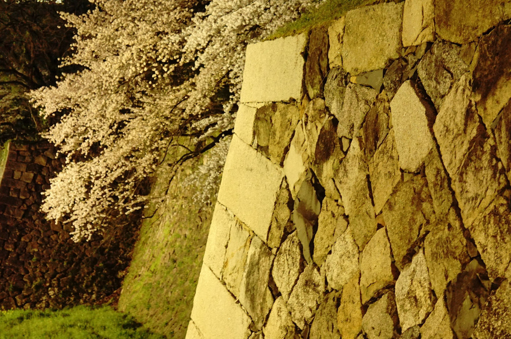 夕日と桜と名古屋城