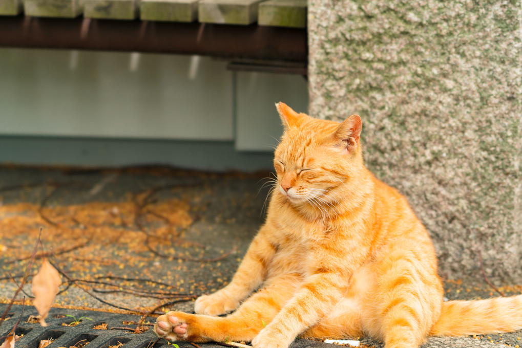 おやじ猫