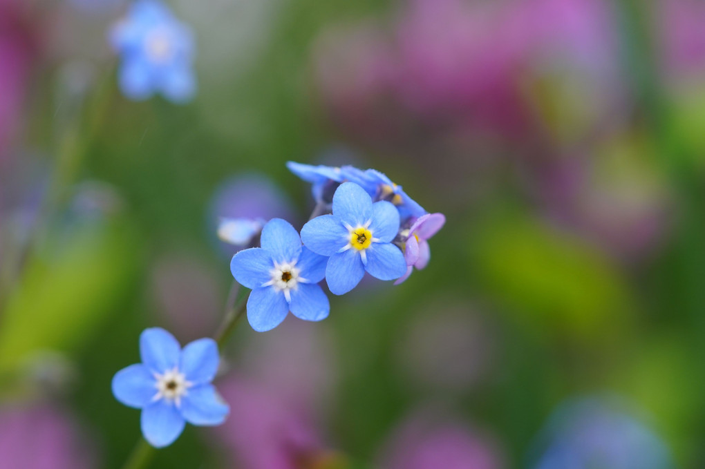 小雨の中の花達