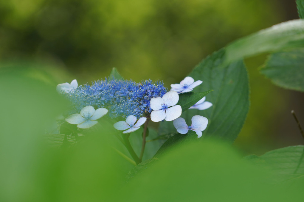 紫陽花