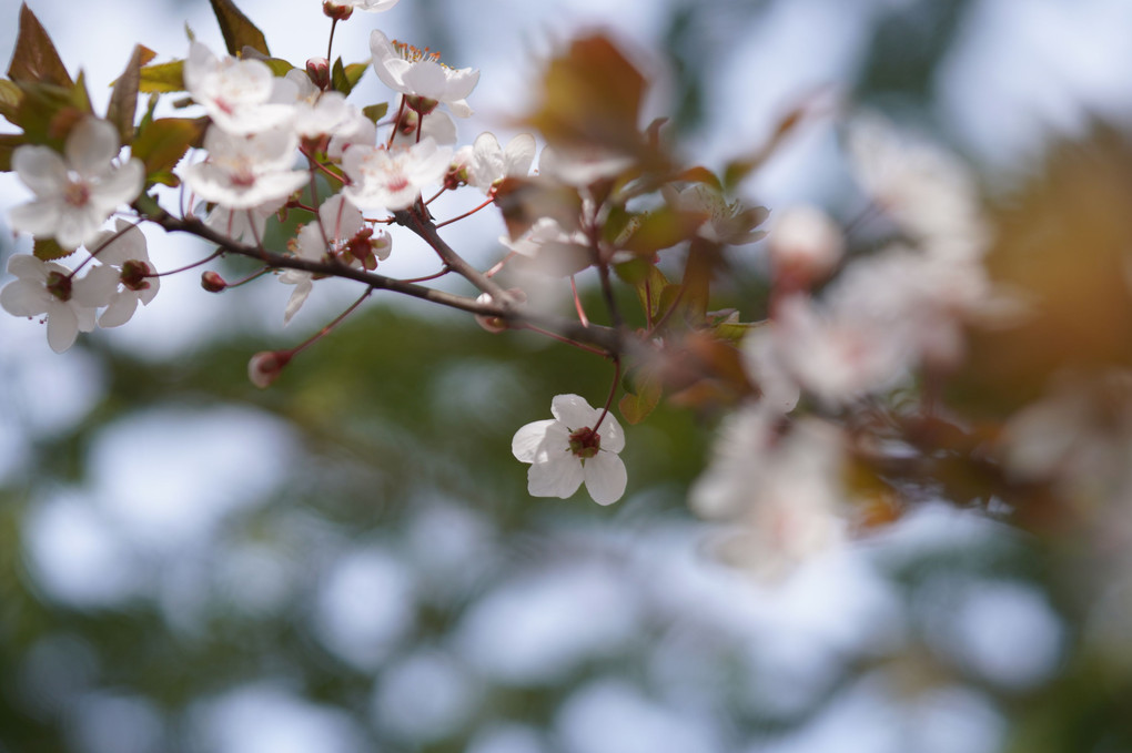 春の花・・・白色