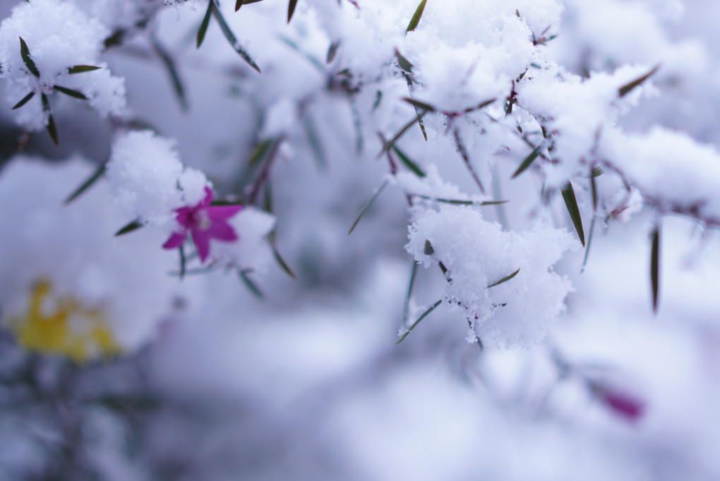 初雪