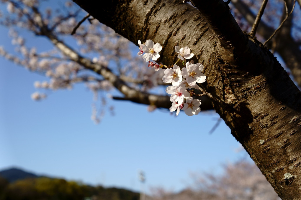太い幹　桜　(^_-)-☆