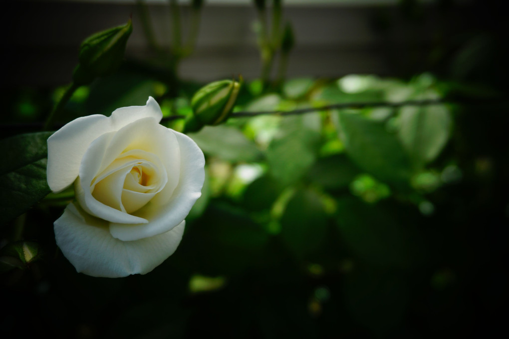 五月　庭のバラ