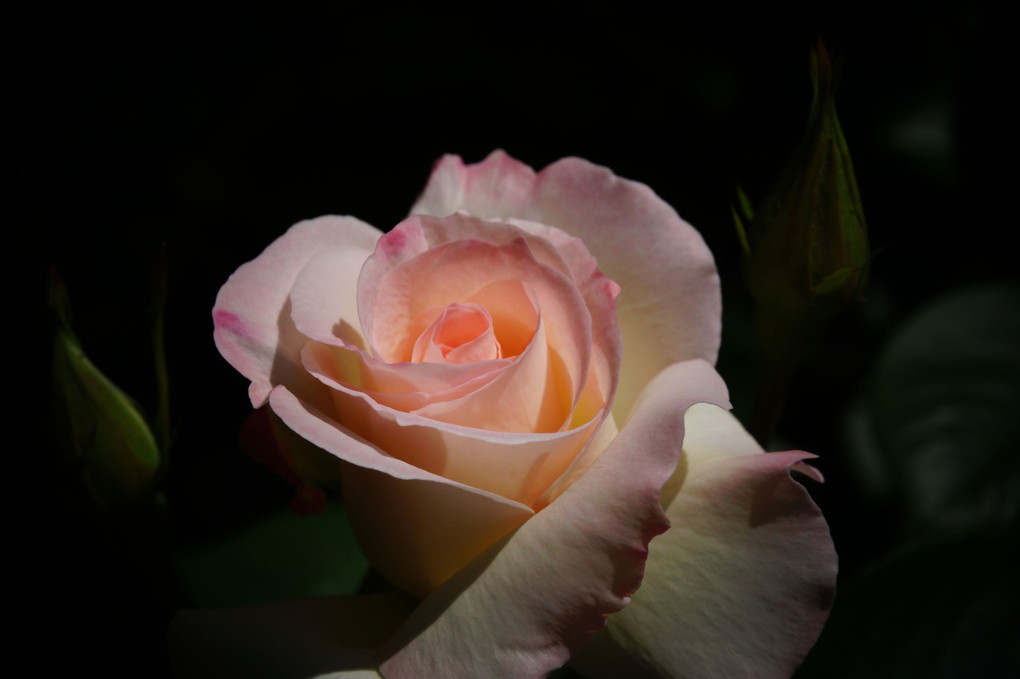 五月　庭のバラ