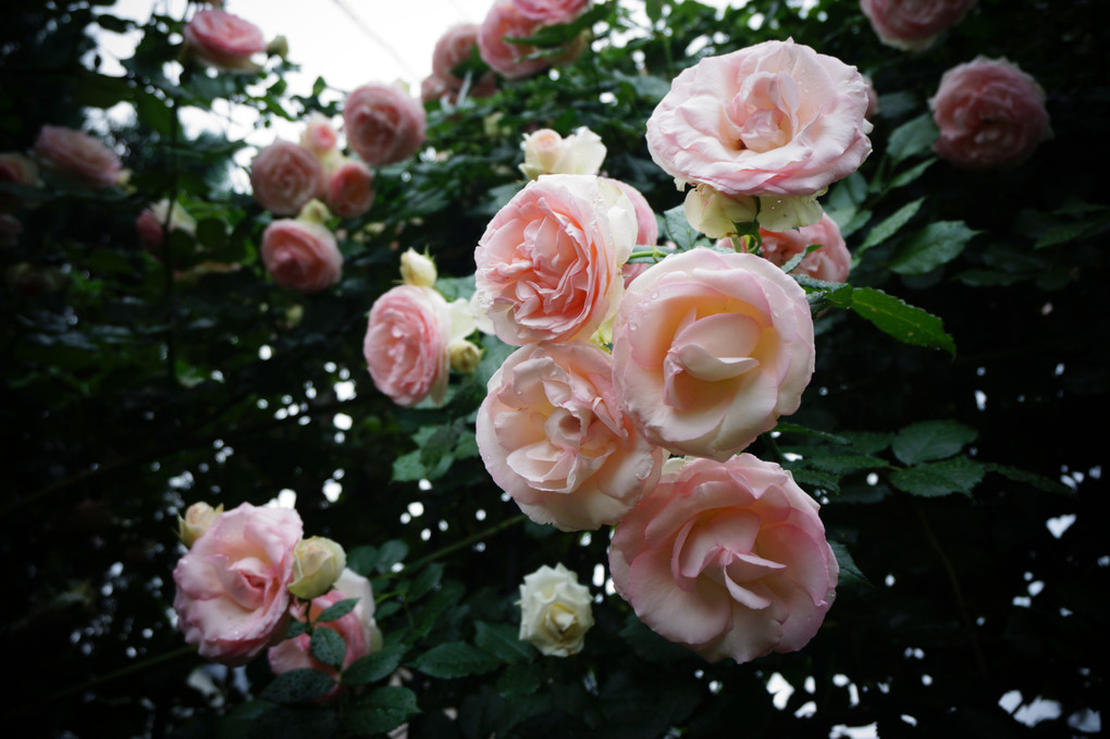 五月　庭のつるバラ満開
