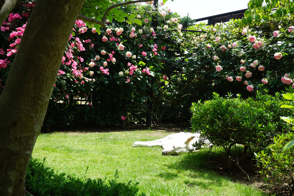 犬と遊ぶ5月の庭