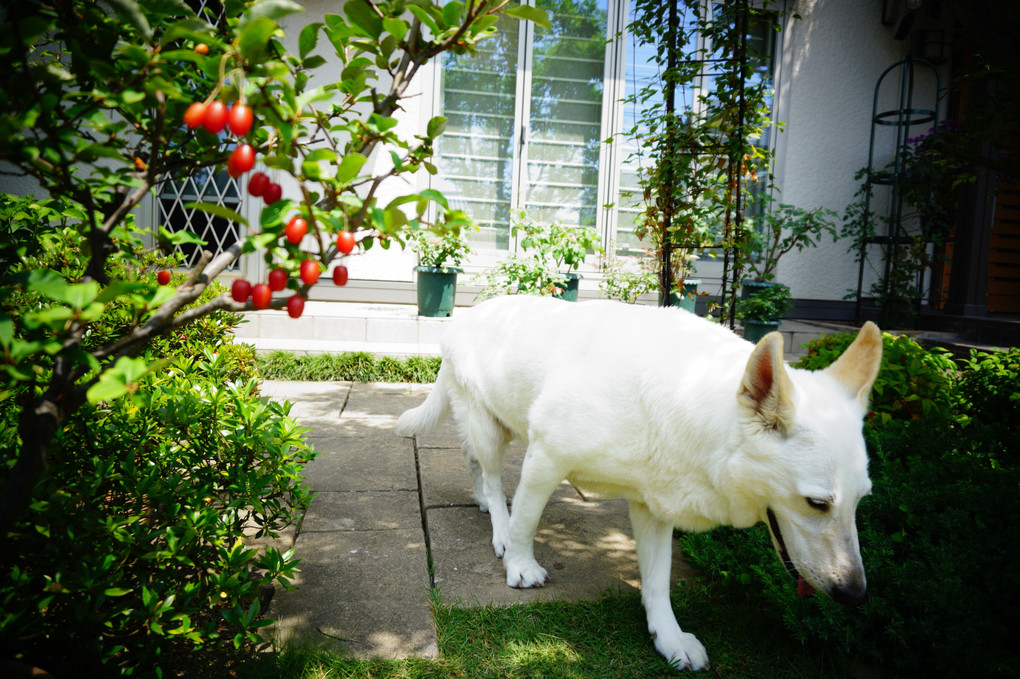 犬と遊ぶ6月の庭