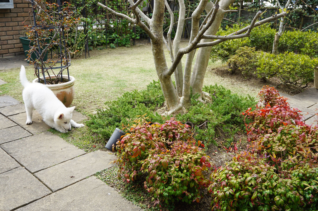犬と遊ぶ3月の庭