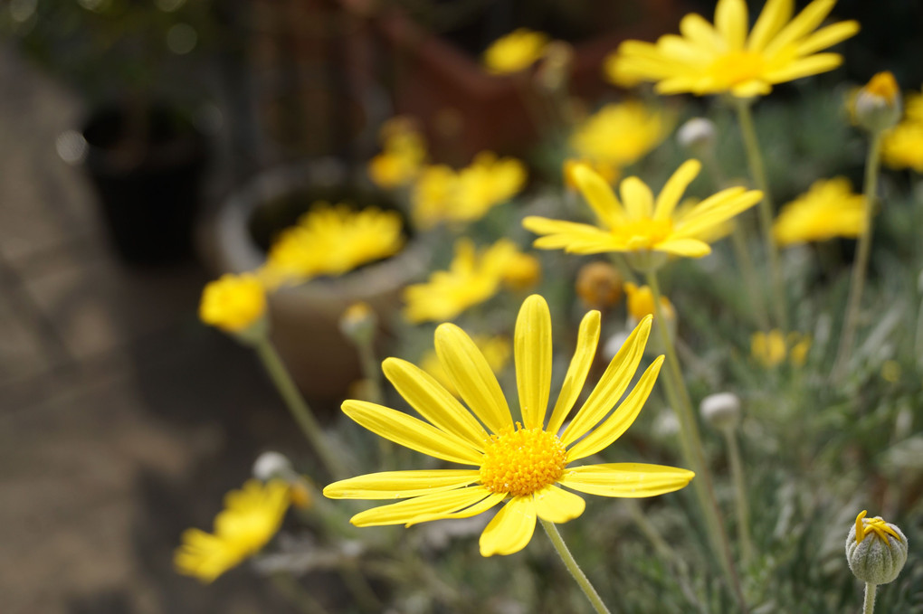 2019.1.8 庭の花