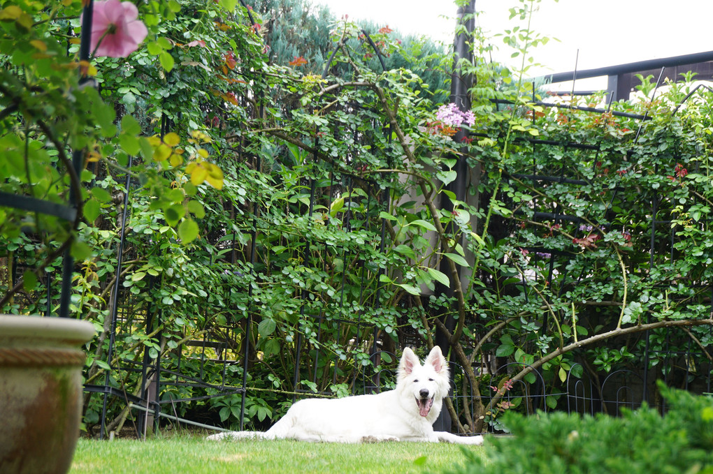 子犬とバラ　６月の庭