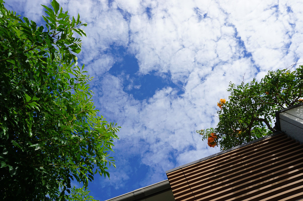 庭から見上げる８月の空