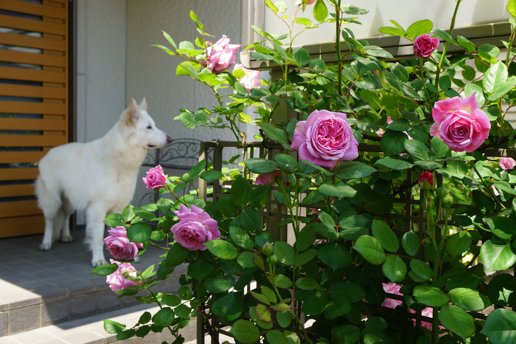 犬のいる風景