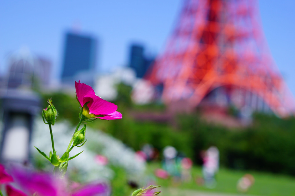 東京タワー～パリ風？～
