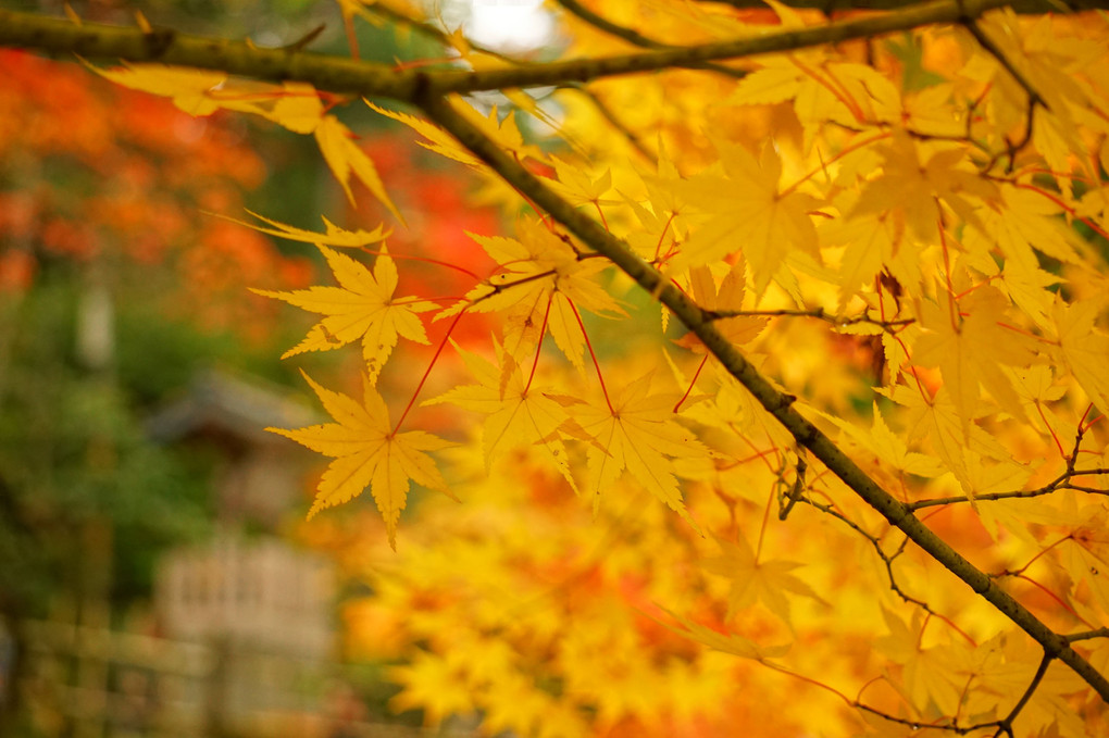 秋色、黄色。。。