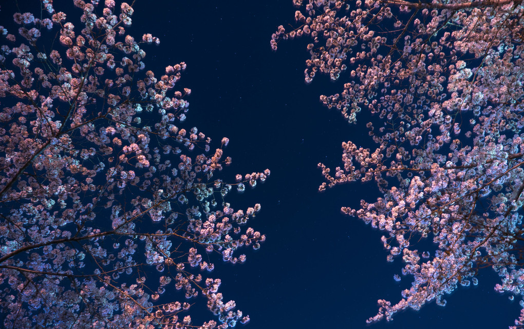 星と桜