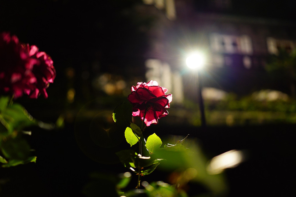 薔薇屋敷の夜