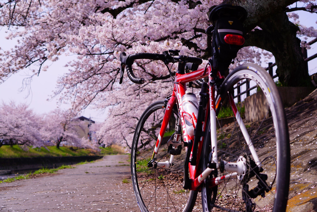 高田千本桜をサイクリング