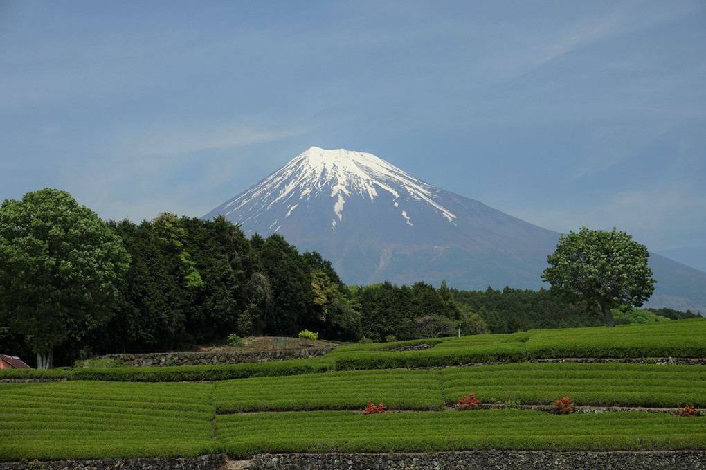 秀峰富士と新緑の茶畑