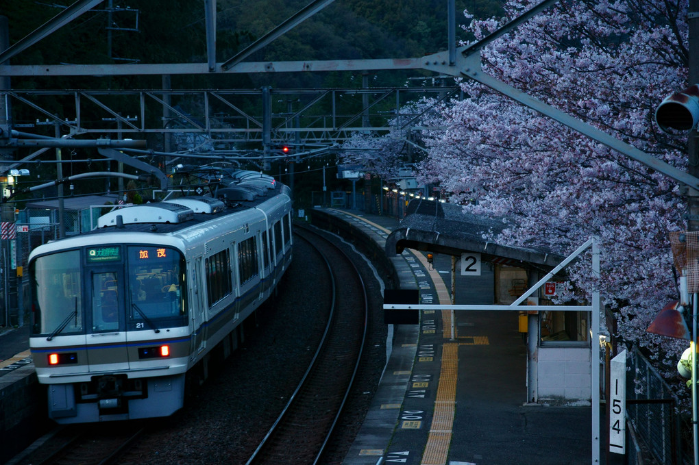 sakura station