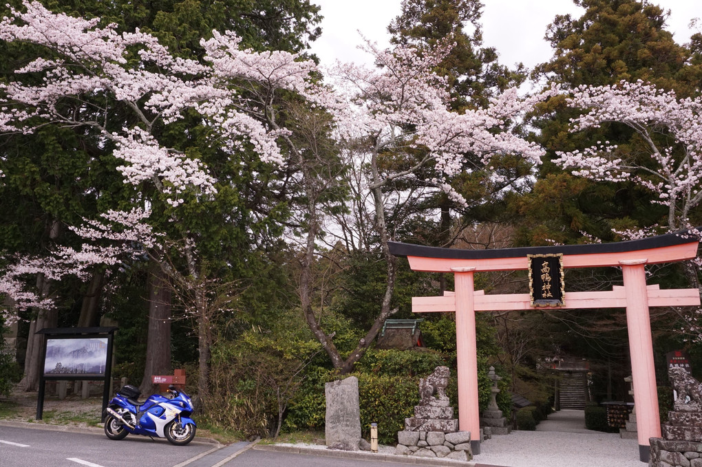 神社と桜