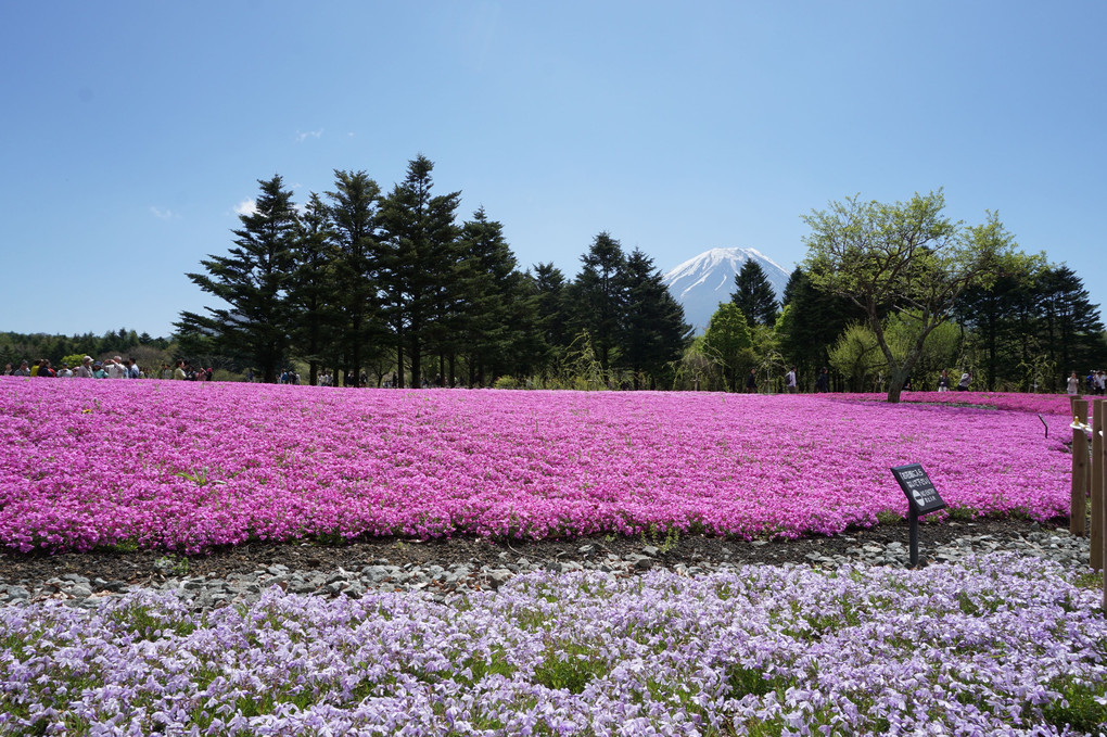 富士芝桜まつり