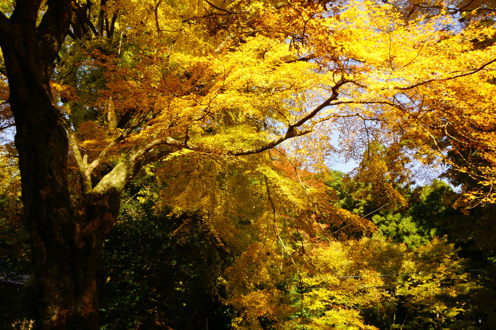 雷山の紅葉は人だかり