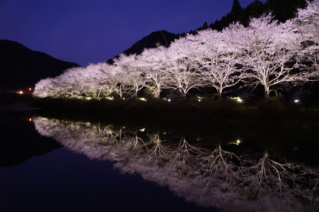 夕どきの八天桜