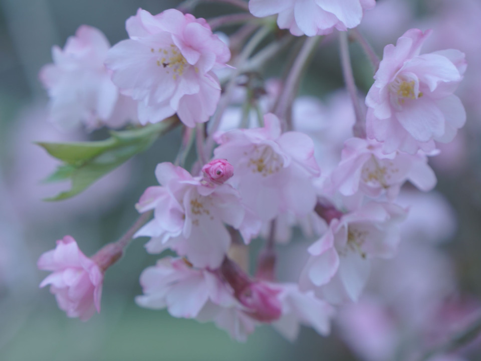 近くの枝垂れ桜で…来年の春を！