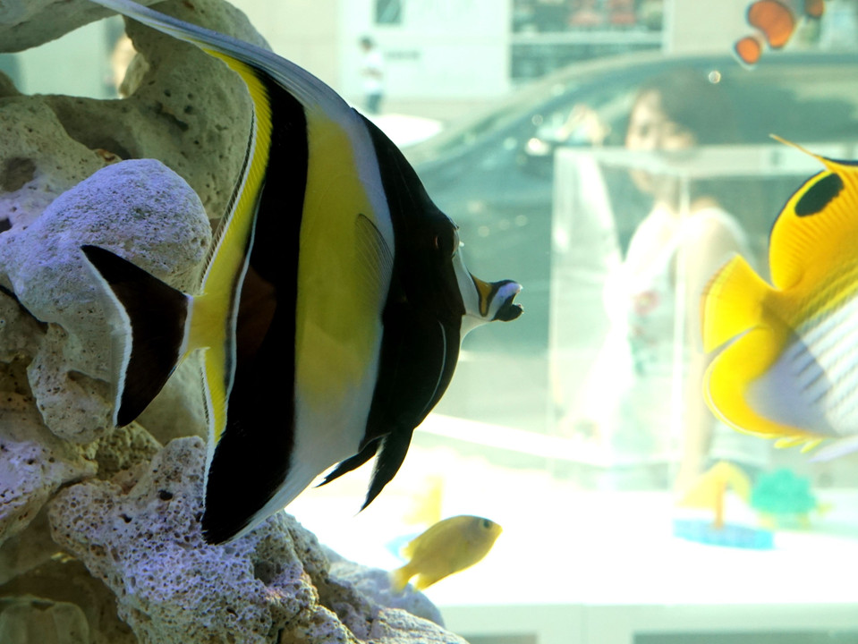 Sony Aquarium 2017…美ら海の魚たち…