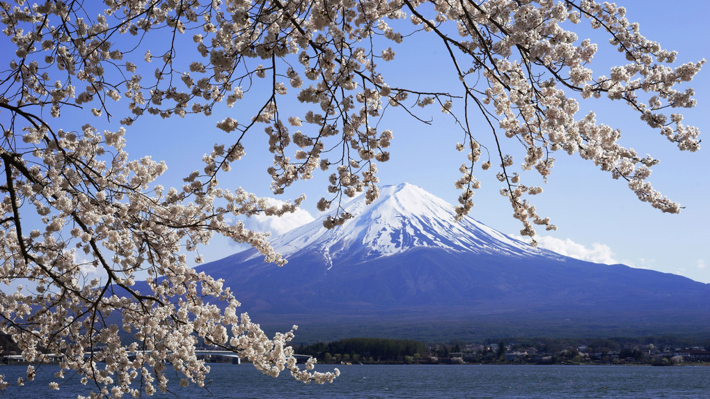 日本の絶景　－　富士前桜の乱舞