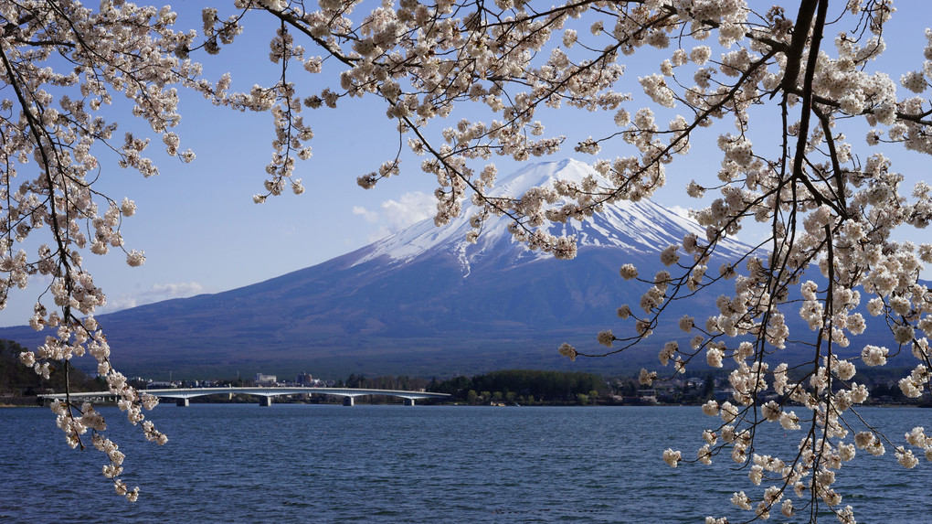 日本の絶景　－　富士前桜の乱舞