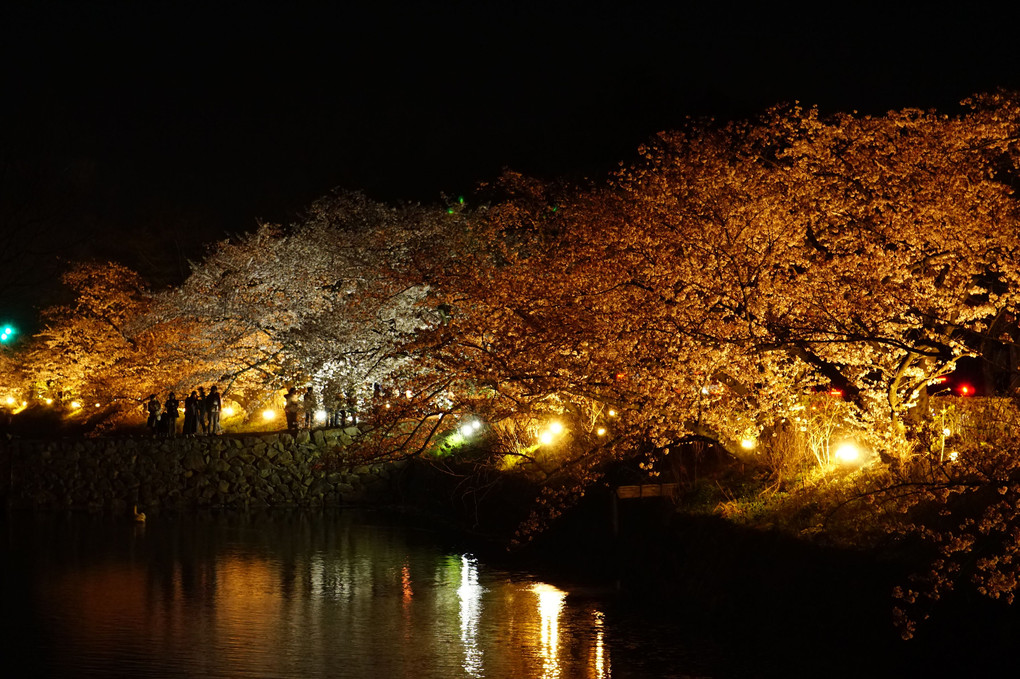 夜桜 -松本城-