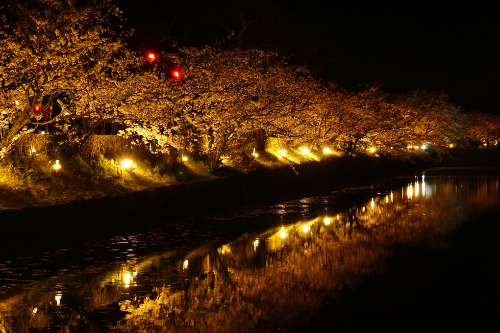 夜桜 -松本城-