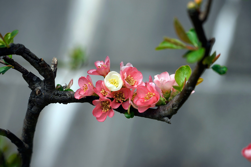 木瓜の花