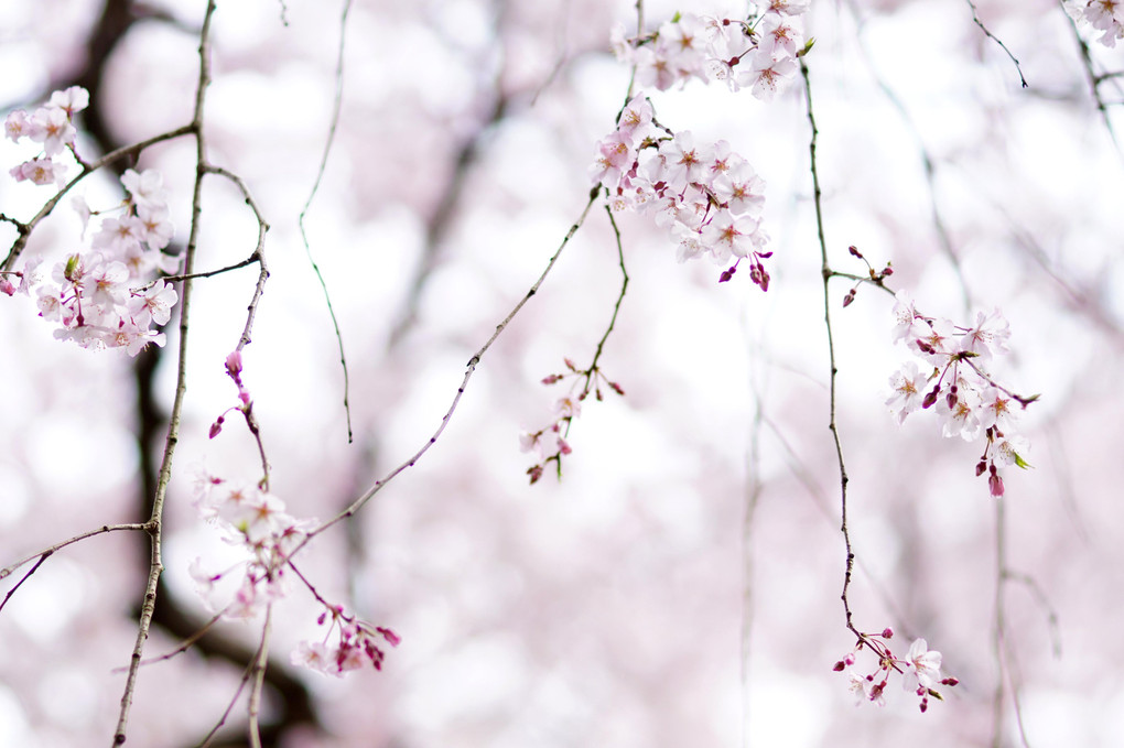 醍醐の花見