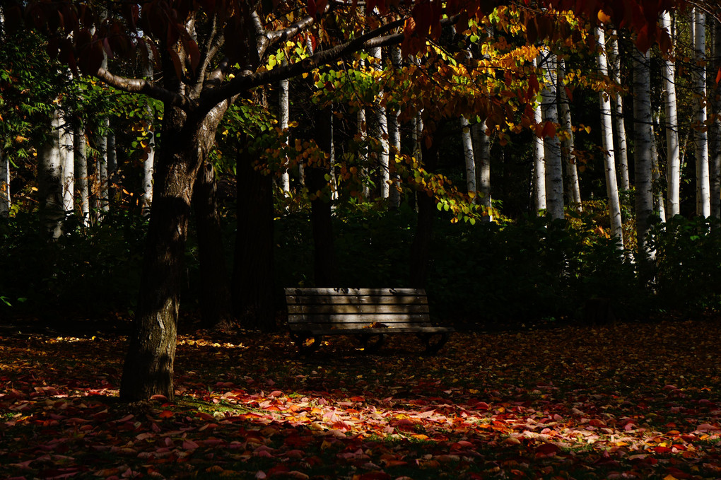 ツアイス・Gレンズで撮る　～豊平公園の紅葉を印象的に撮る～